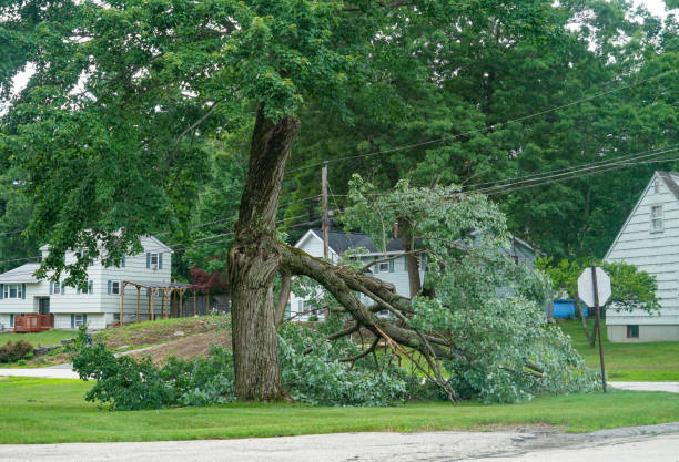 Best Tree Trimming and Pruning  in Gateway, FL